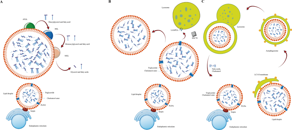 Lipid droplets in central nervous system and functional profiles of brain  cells containing lipid droplets in various diseases | Journal of  Neuroinflammation | Springer Nature Link