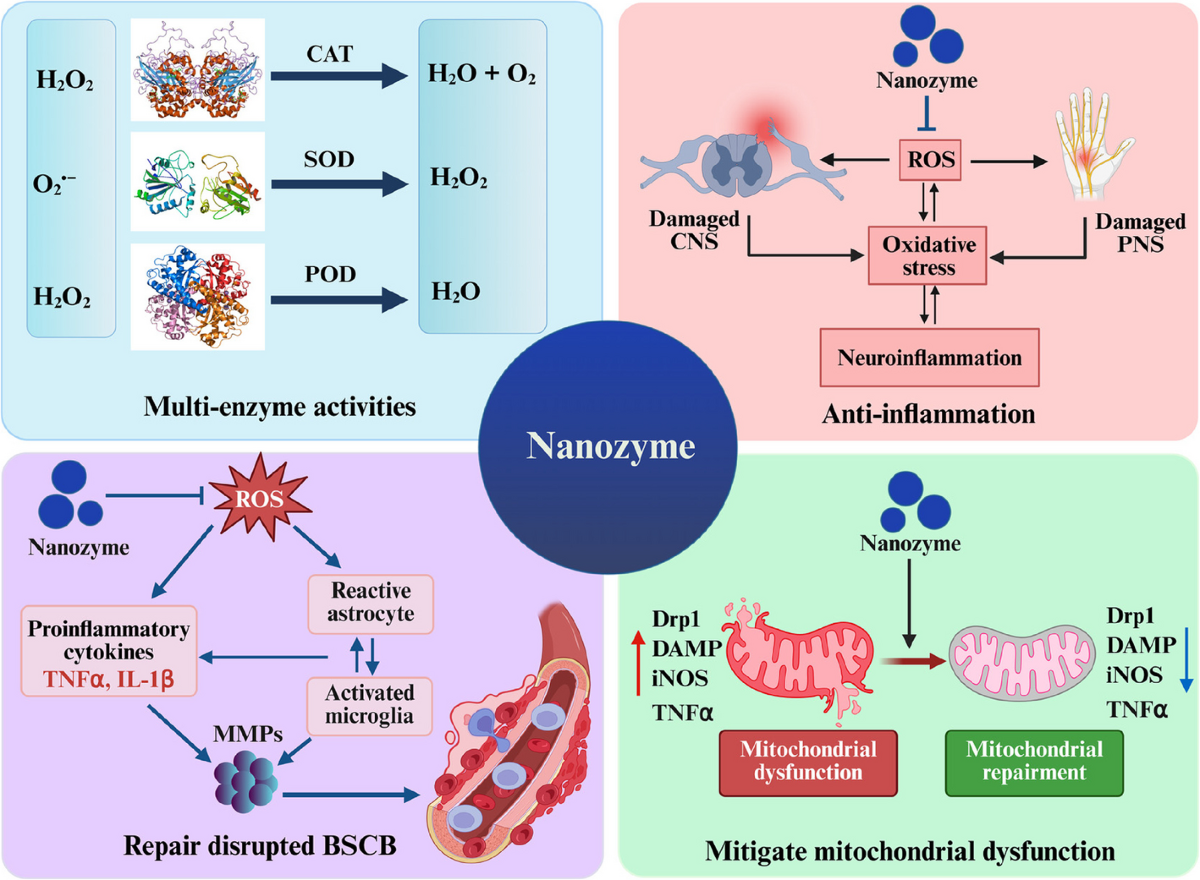 glutathione topical impact on pain Nanozymes in neuropathic pain: strategies bridging oxidative stress, mitochondrial repair, and neuroimmune modulation for targeted therapy | Journal of Neuroinflammation Mind - Supplement Spotlight GI Contenance:90 Gélules | 30 Doses