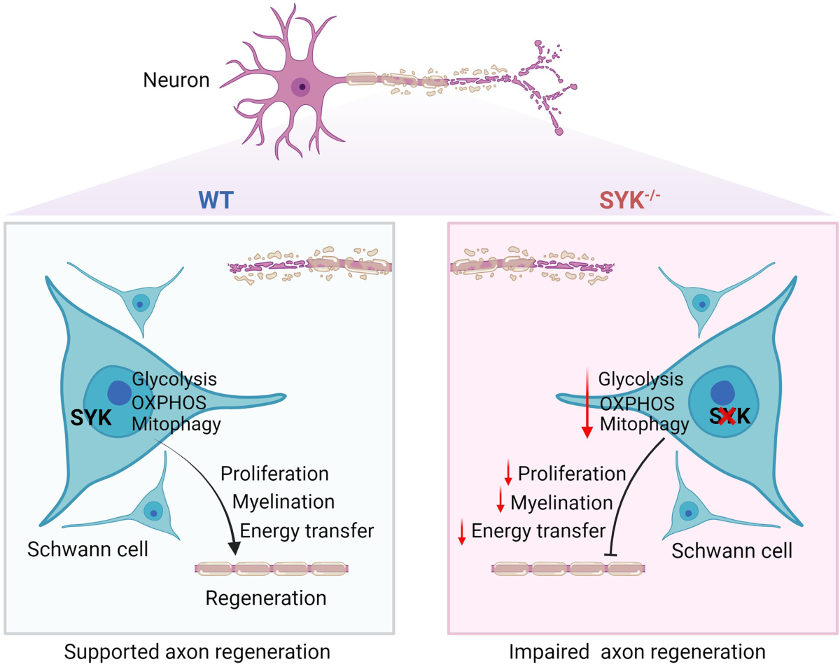 glutathione resin regeneration Full article: Environmentally friendly recycling system for epoxy with dynamic covalent bonding 8 and 22ml respectively Mitophagy Promotes Hair Regeneration by