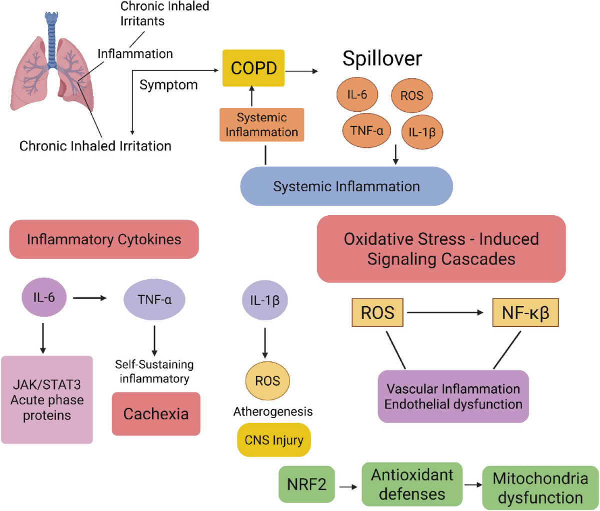 nebulized glutathione for emphysema Unknotting the crosstalk between COPD and neuroinflammation | Journal of  Neuroinflammation
