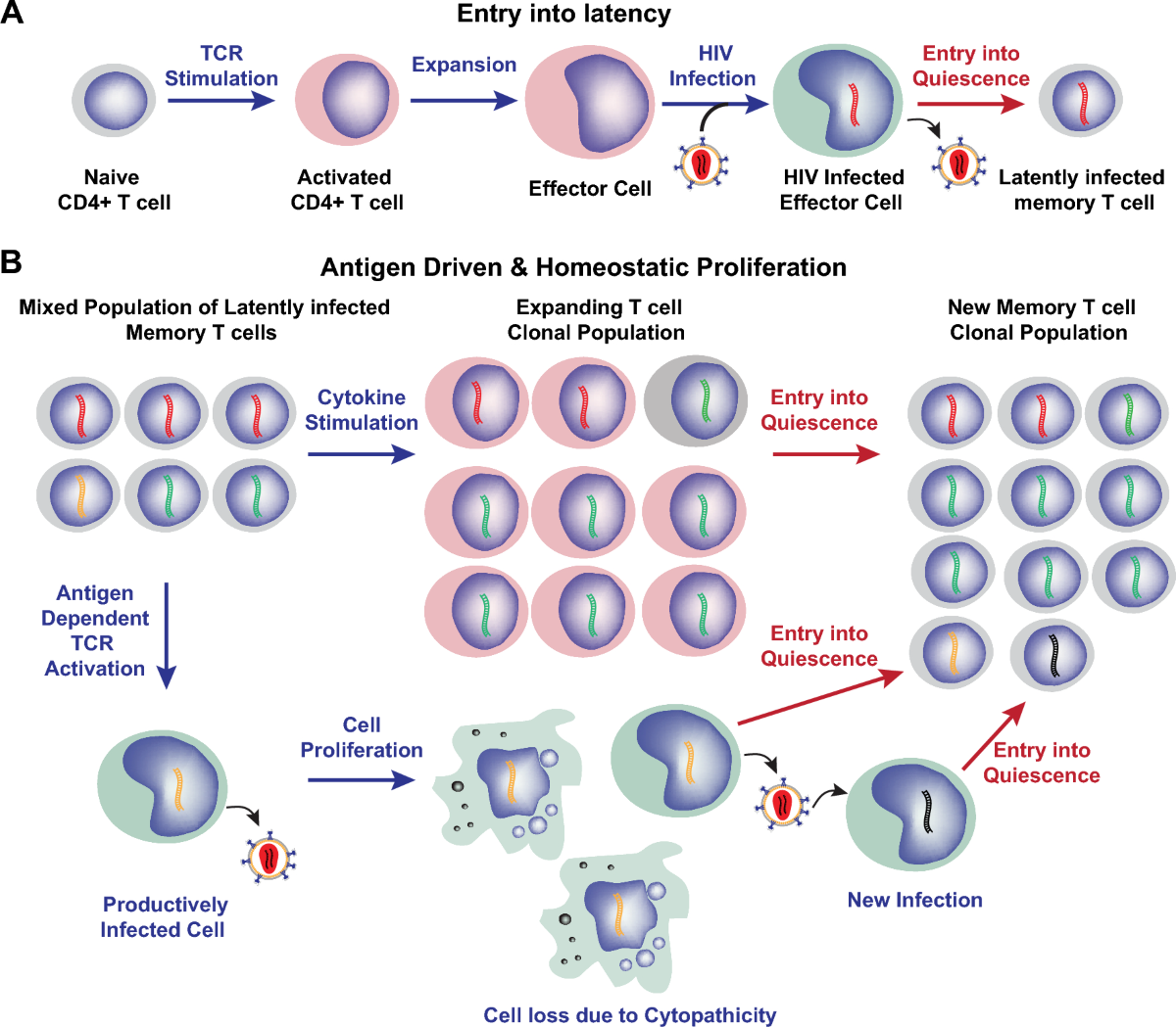 The cell biology of HIV-1 latency and rebound | Retrovirology | Springer  Nature Link