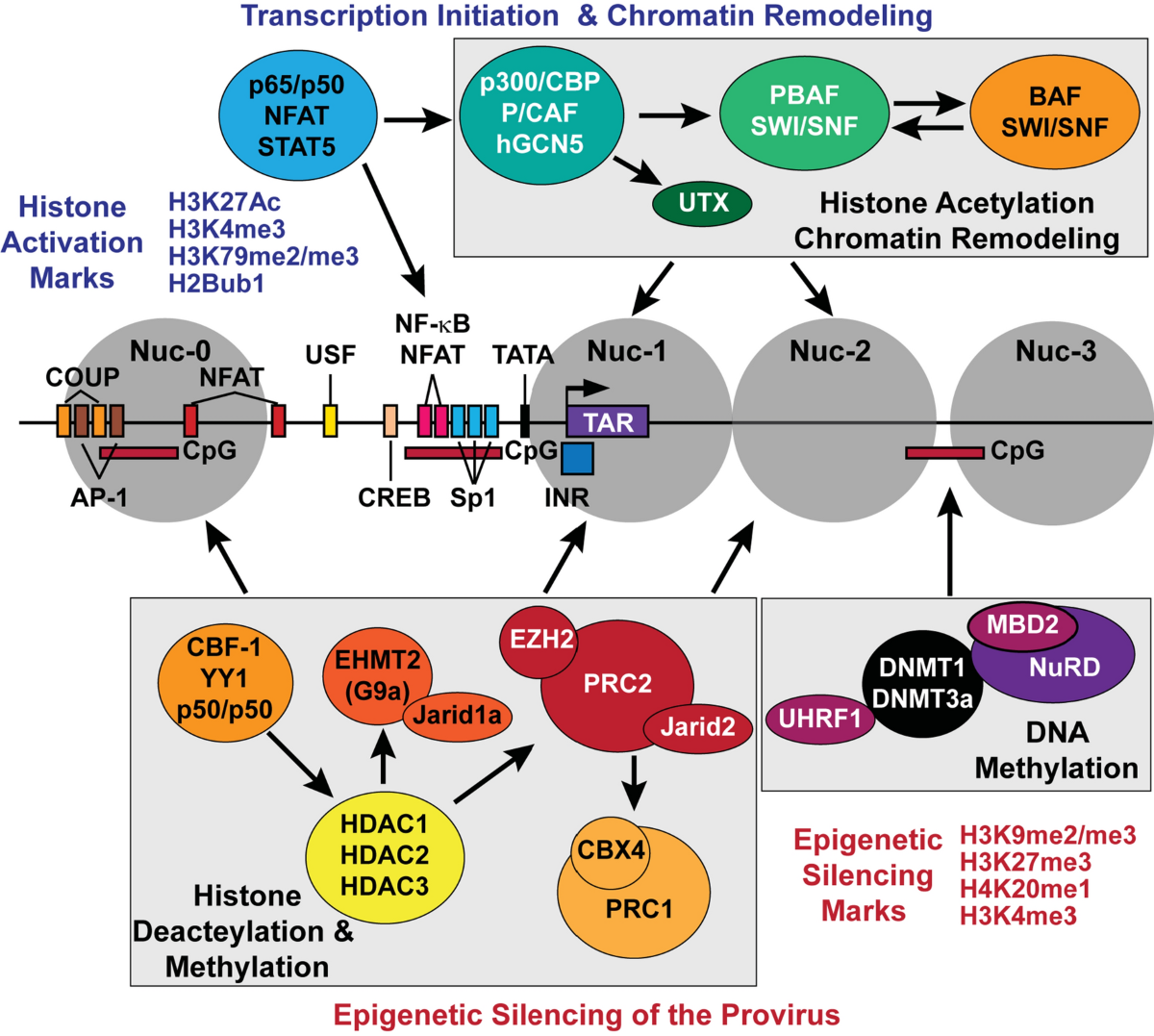 The cell biology of HIV-1 latency and rebound | Retrovirology | Springer  Nature Link