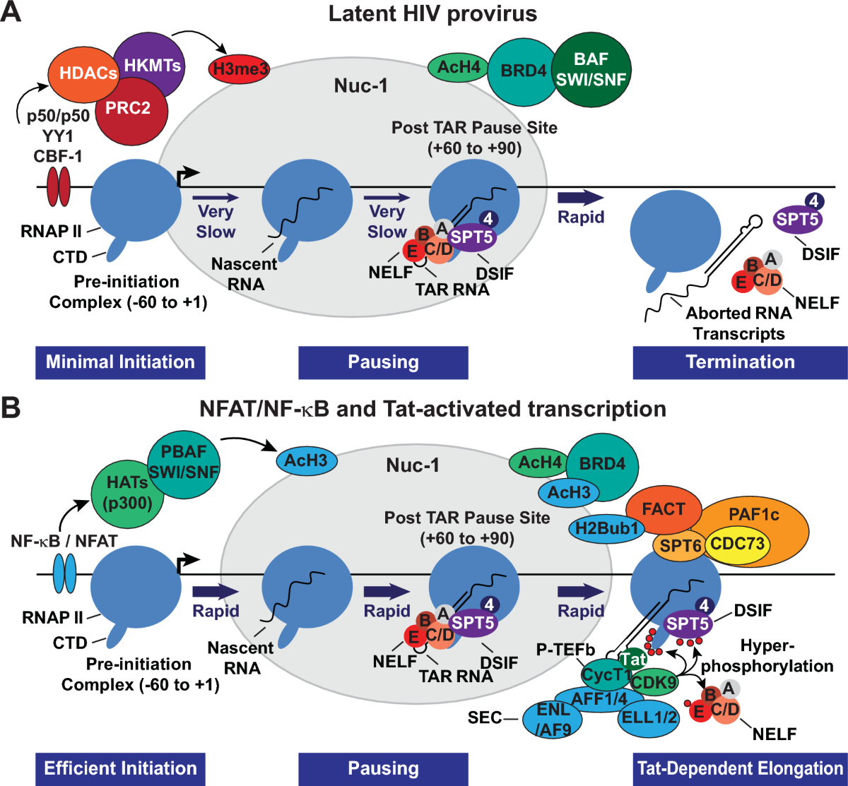 The cell biology of HIV-1 latency and rebound | Retrovirology | Springer  Nature Link
