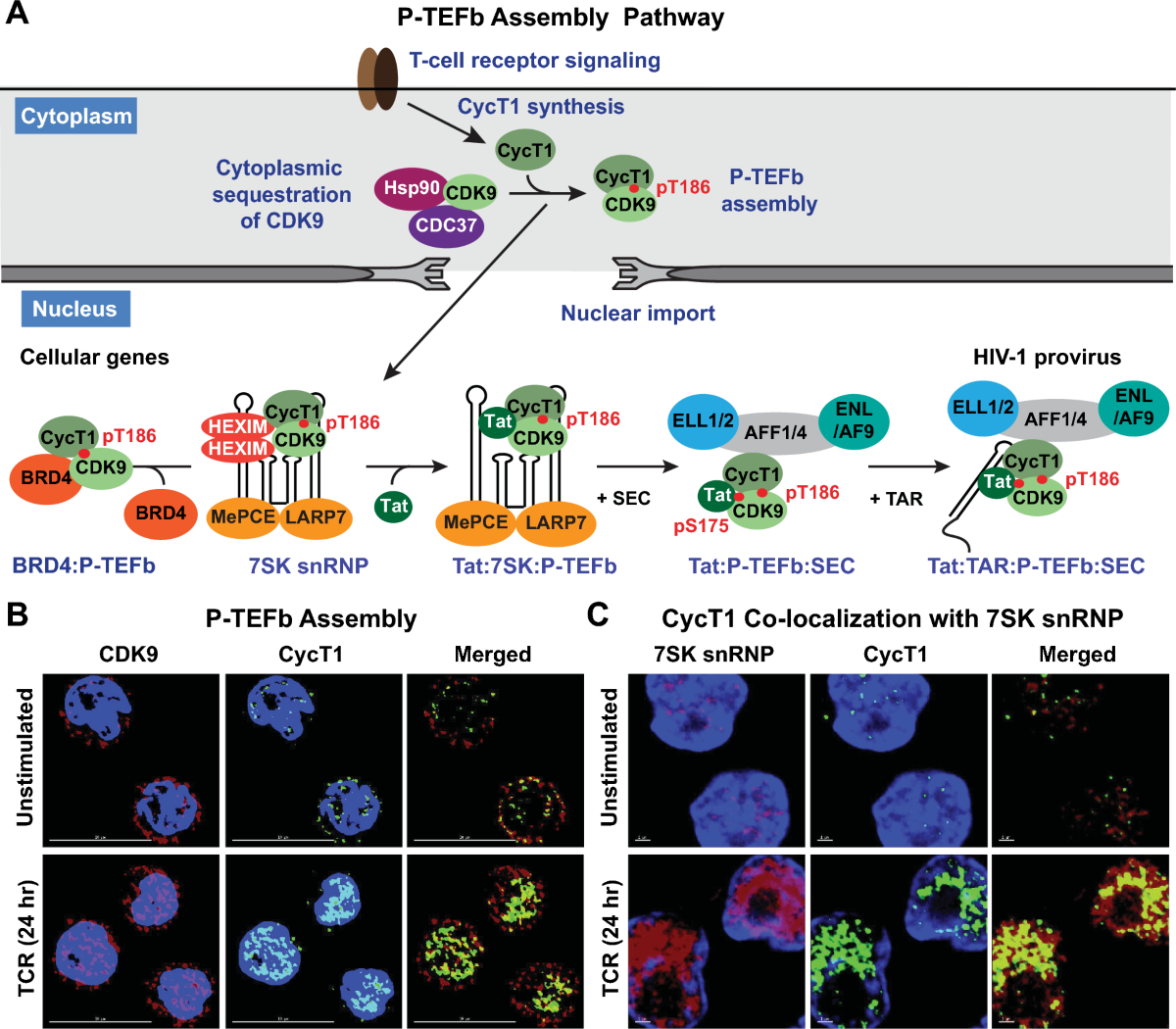 The cell biology of HIV-1 latency and rebound | Retrovirology | Springer  Nature Link