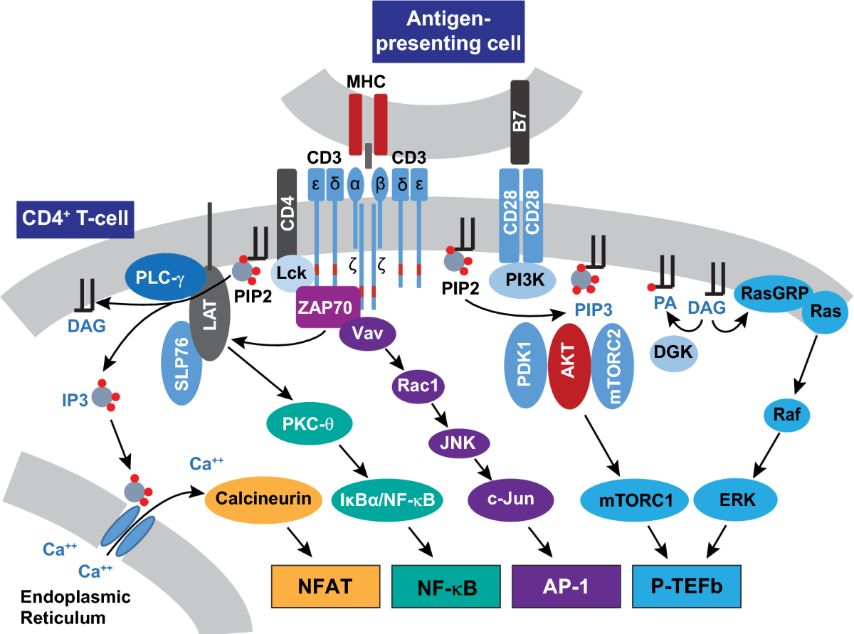 The cell biology of HIV-1 latency and rebound | Retrovirology | Springer  Nature Link