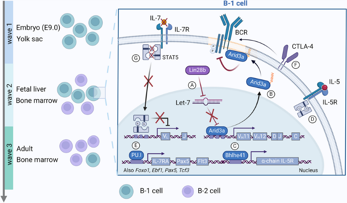 The immunology of B-1 cells: from development to aging | Immunity 