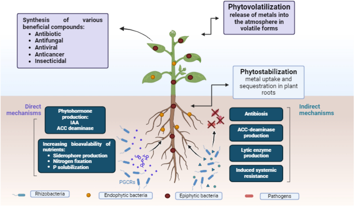 Exploring plant and microbial antimicrobials for sustainable public health  and environmental preservation | Discover Public Health | Springer Nature  Link