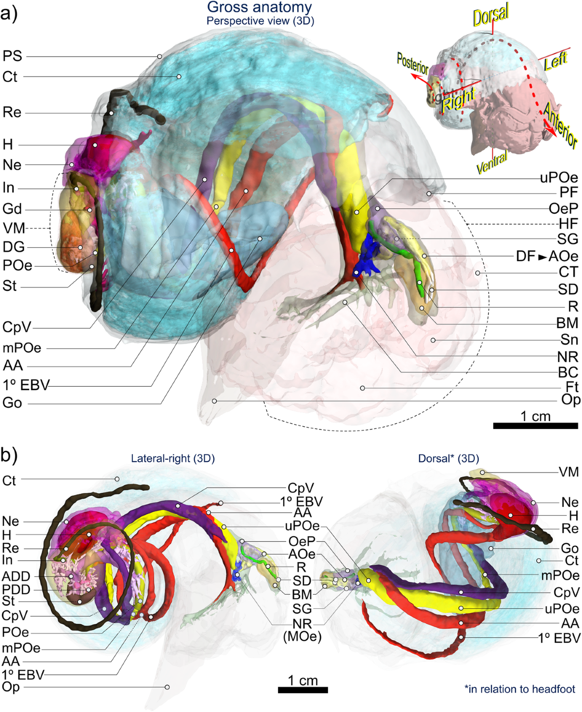 Classical and computed tomographic anatomical analyses in a not-so-cryptic Alviniconcha species complex from hydrothermal vents in the SW Pacific | Frontiers in Zoology | Full Text classical-and-computed-tomographic-anatomical-analyses-in-a-not-so-cryptic-alviniconcha-species-complex-from-hydrothermal-vents-in-the-sw-pacific-frontiers-in-zoology-full-text