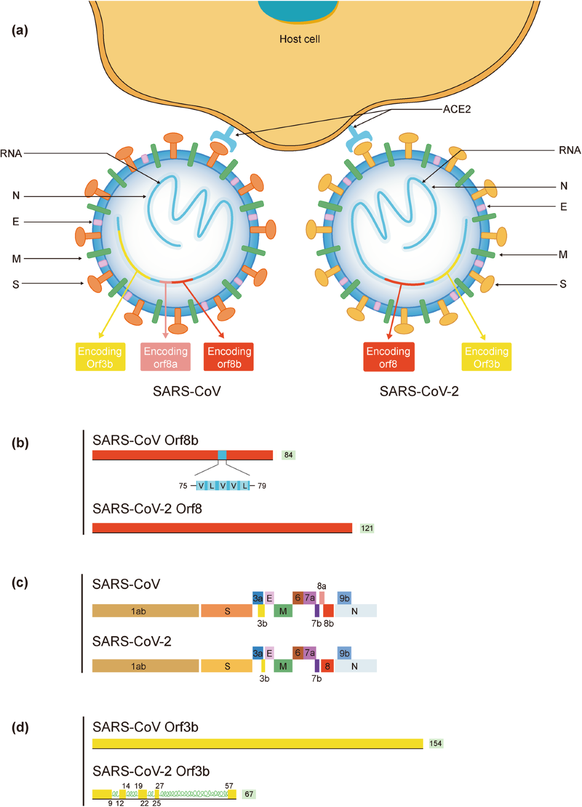 SARS-CoV-2: characteristics and current advances in research ...