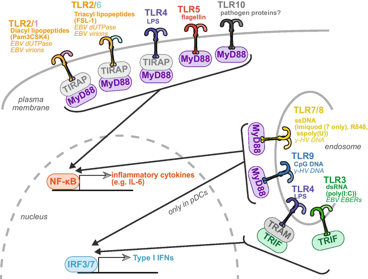 Anti-viral and pro-inflammatory functions of Toll-like receptors during gamma-herpesvirus infections | Virology Journal | Full Text anti-viral-and-pro-inflammatory-functions-of-toll-like-receptors-during-gamma-herpesvirus-infections-virology-journal-full-text