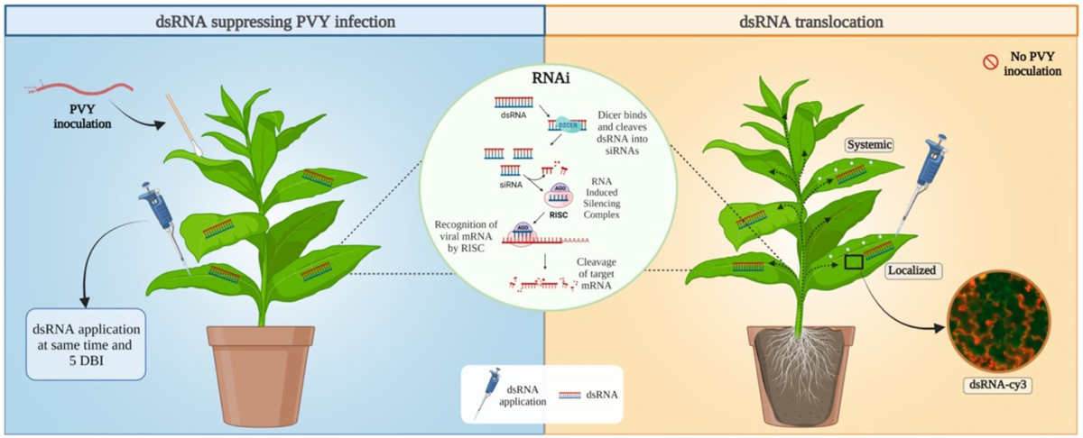 mrna in tobacco RNA interference: listening to the sound of silence The genomic region matters when