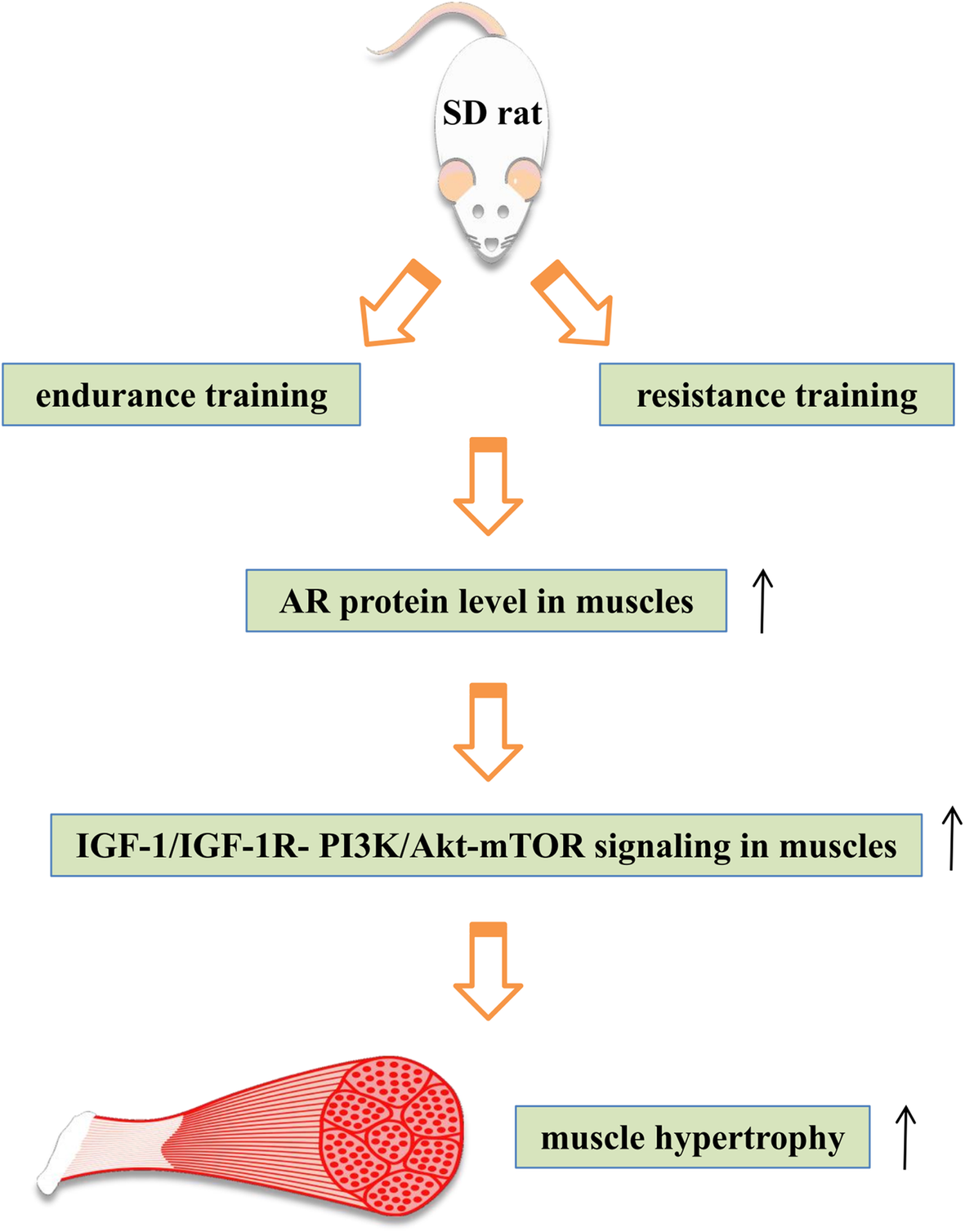 igf-1 lr3 dosage protocol for muscle hypertrophy bulking cycle IGF-1 Penis Growth: What the Evidence Actually Shows and Realistic  Expectations