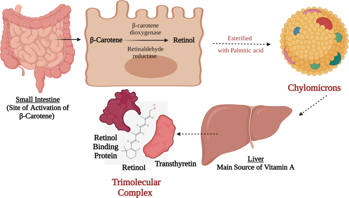 is glutathione fat or water soluble Fat-soluble vitamins: updated review of their role and orchestration in  human nutrition throughout life cycle with sex differences | Nutrition &  Metabolism