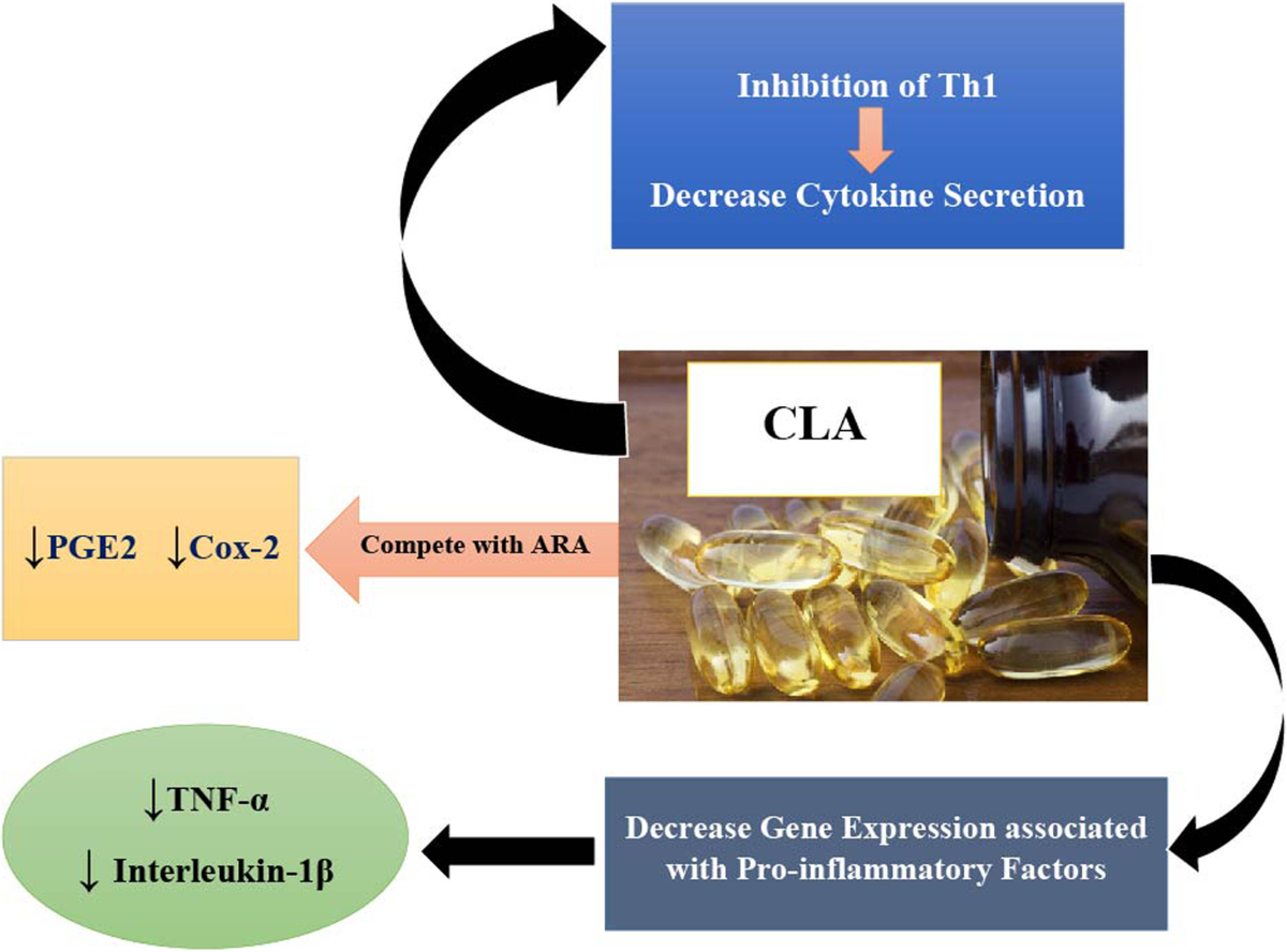 The effect of conjugated linoleic acids on inflammation, oxidative stress,  body composition and physical performance: a comprehensive review of  putative molecular mechanisms | Nutrition & Metabolism | Full Text