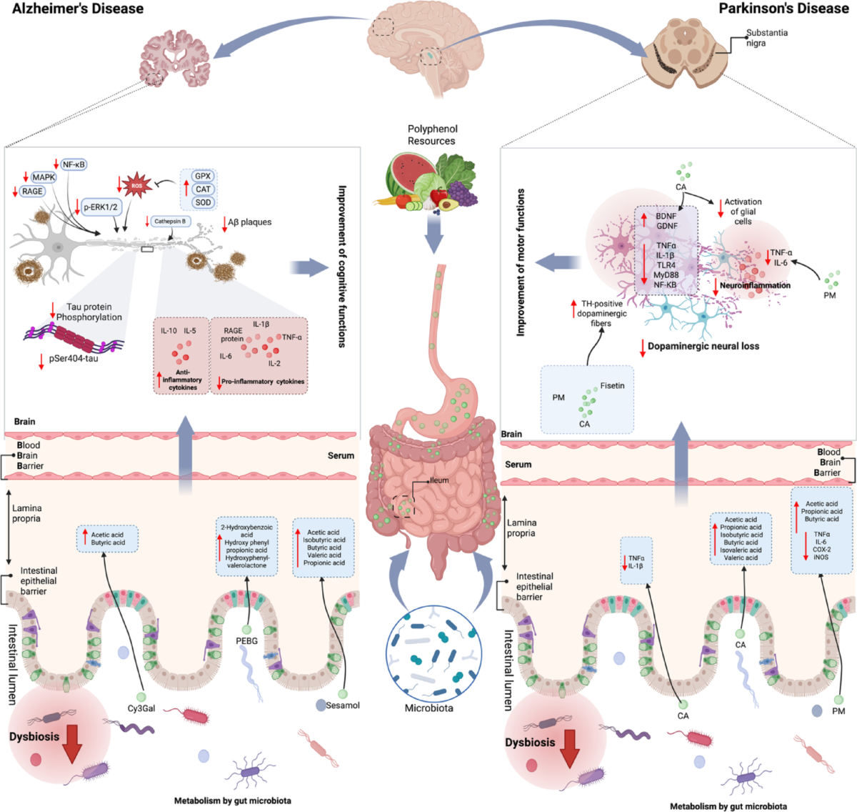 gut diseases glutathione The effects of polyphenols on microbial metabolites and composition in neurodegenerative diseases: a systematic review | Nutrition & Metabolism BPC-157 & TB-500 & واقي شمس جلوتاثيون للتفتيح Choose Kit:Hair Regrowth (with Amino Complex)