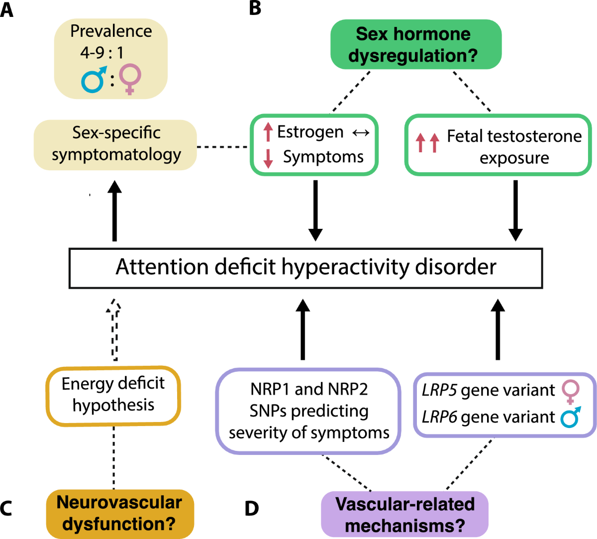 Sex, hormones and cerebrovascular function: from development to disorder |  Fluids and Barriers of the CNS | Full Text