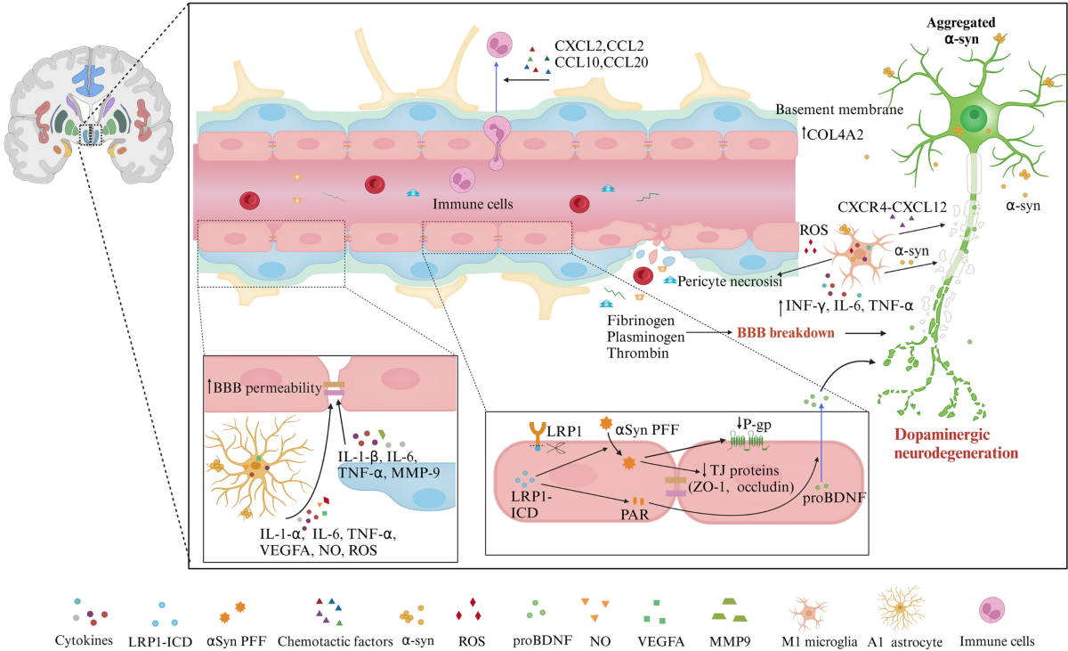 Cellular and molecular mechanisms of the blood–brain barrier dysfunction in neurodegenerative diseases | Fluids and Barriers of the CNS