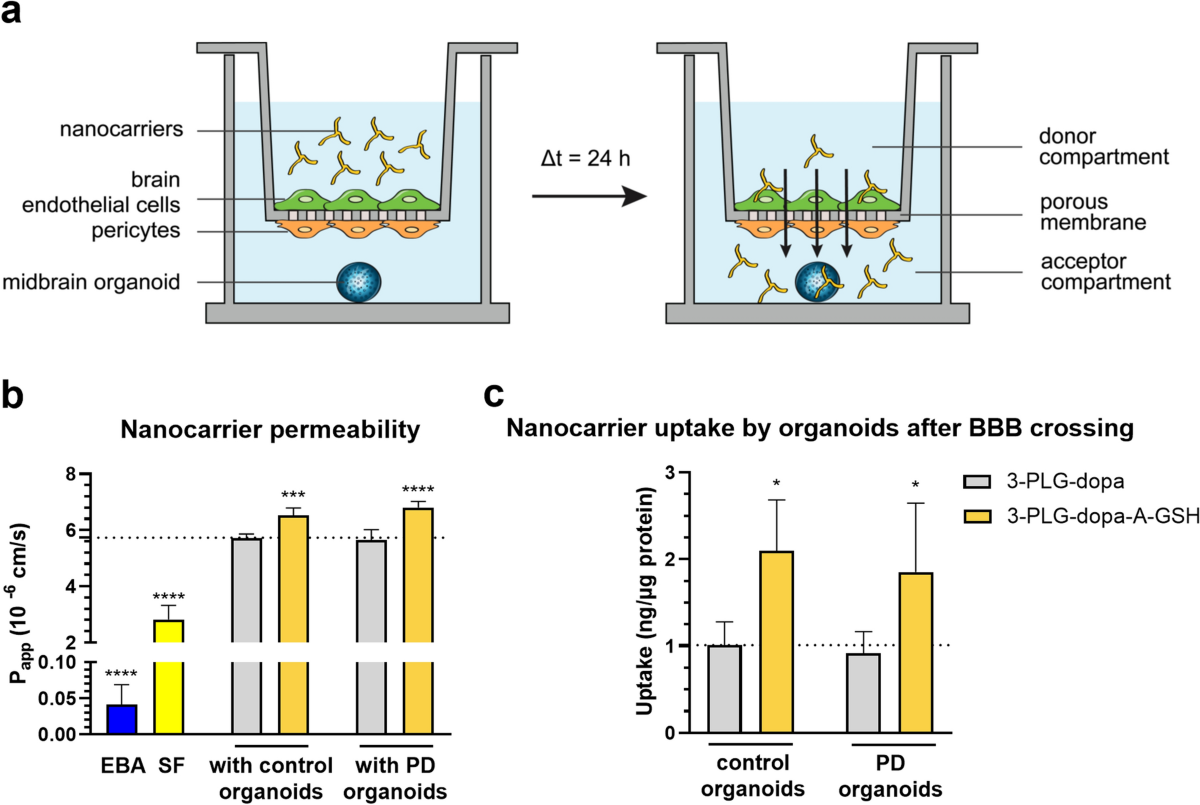 Alanine and glutathione targeting of dopamine- or ibuprofen-coupled  polypeptide nanocarriers increases both crossing and protective effects on  a blood–brain barrier model | Fluids and Barriers of the CNS