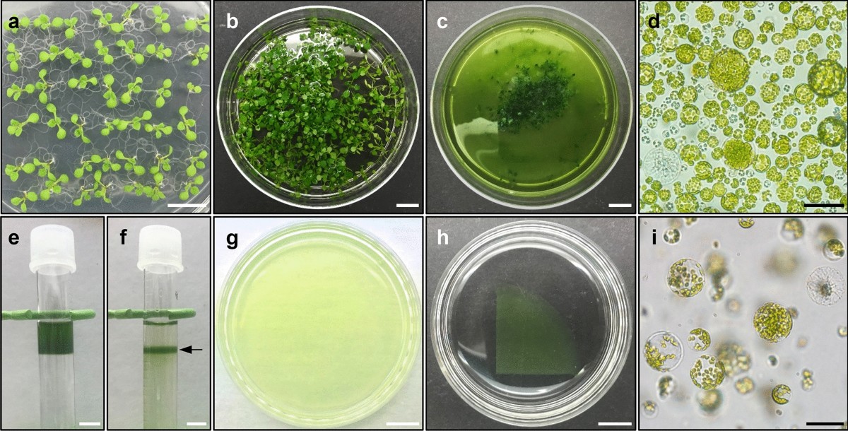 Optimization of protoplast regeneration in the model plant Arabidopsis  thaliana | Plant Methods | Springer Nature Link