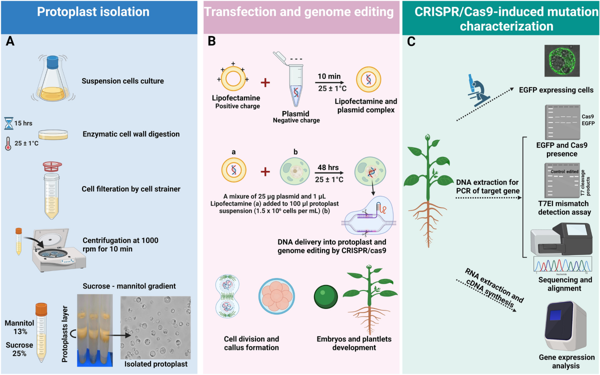 A cationic lipid mediated CRISPR/Cas9 technique for the production of  stable genome edited citrus plants | Plant Methods | Springer Nature Link