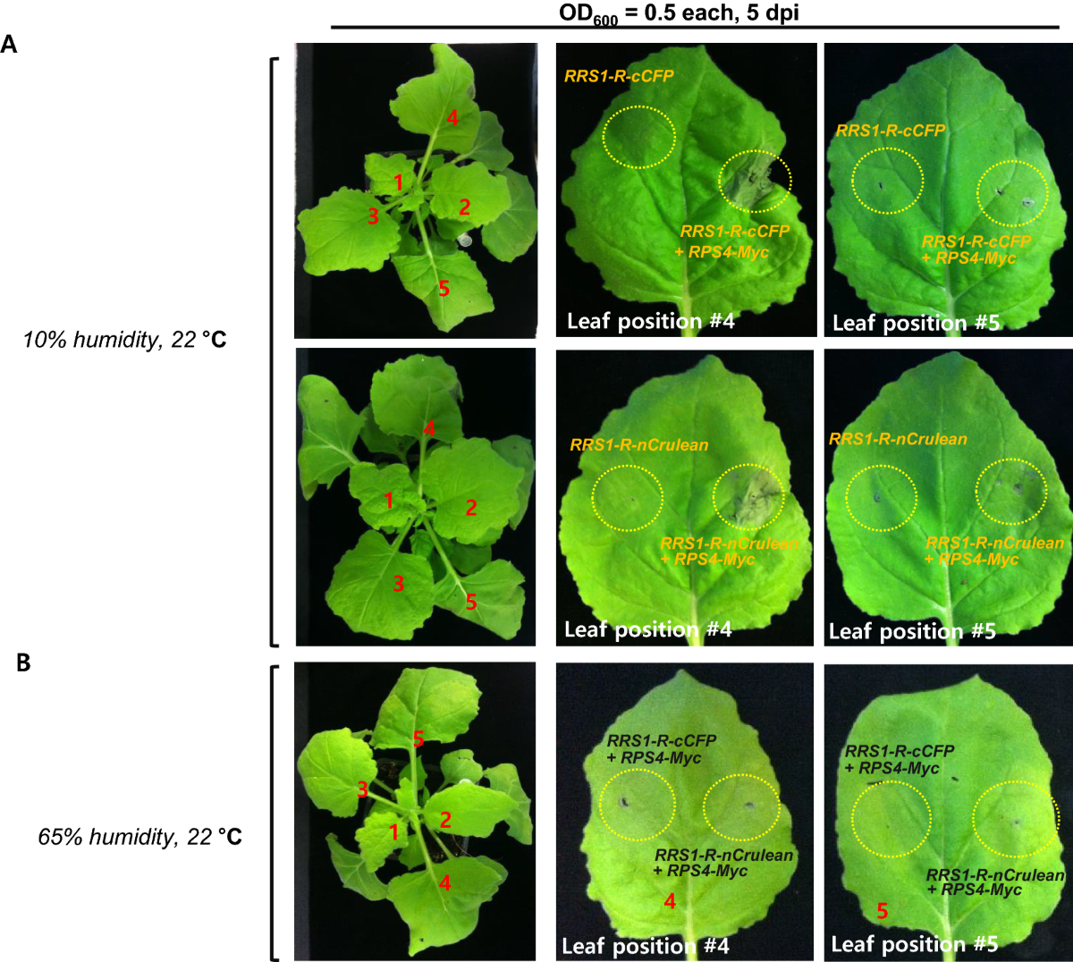 Optimization of immune receptor-related hypersensitive cell death response  assay using agrobacterium-mediated transient expression in tobacco plants |  Plant Methods