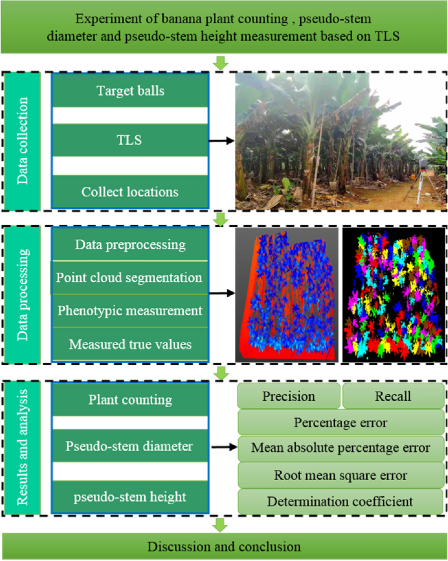 Banana plant counting and morphological parameters measurement based on  terrestrial laser scanning | Plant Methods | Springer Nature Link