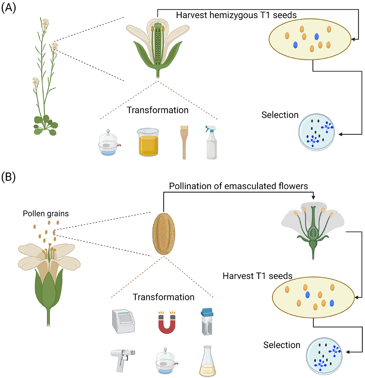 A comprehensive review of in planta stable transformation strategies |  Plant Methods | Full Text