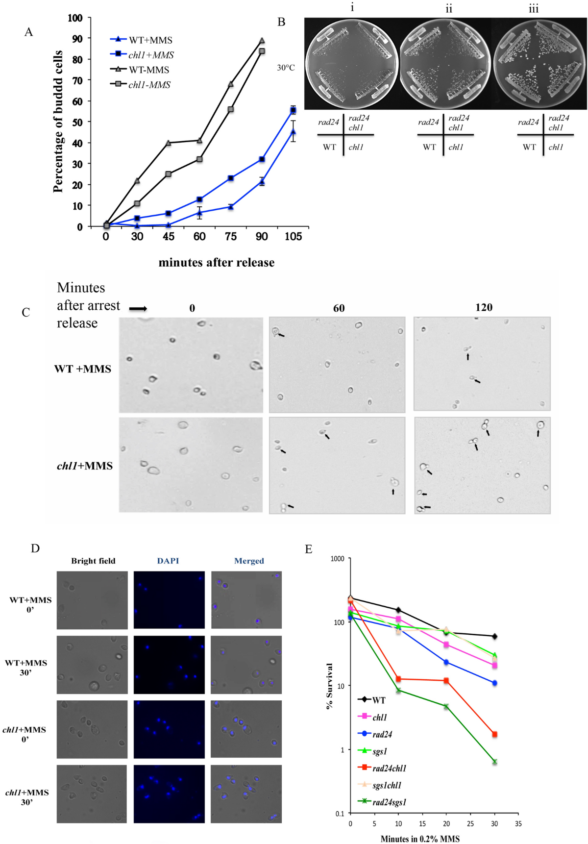 the-budding-yeast-protein-chl1p-is-required-for-delaying-progression-through-g1-s-phase-after-dna-damage-cell-division-full-text