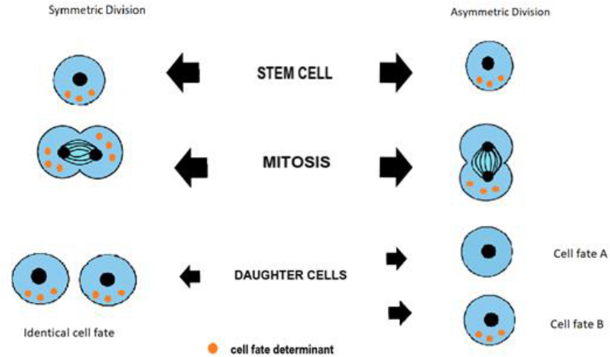 Asymmetric cell division of mammary stem cells | Cell Division 