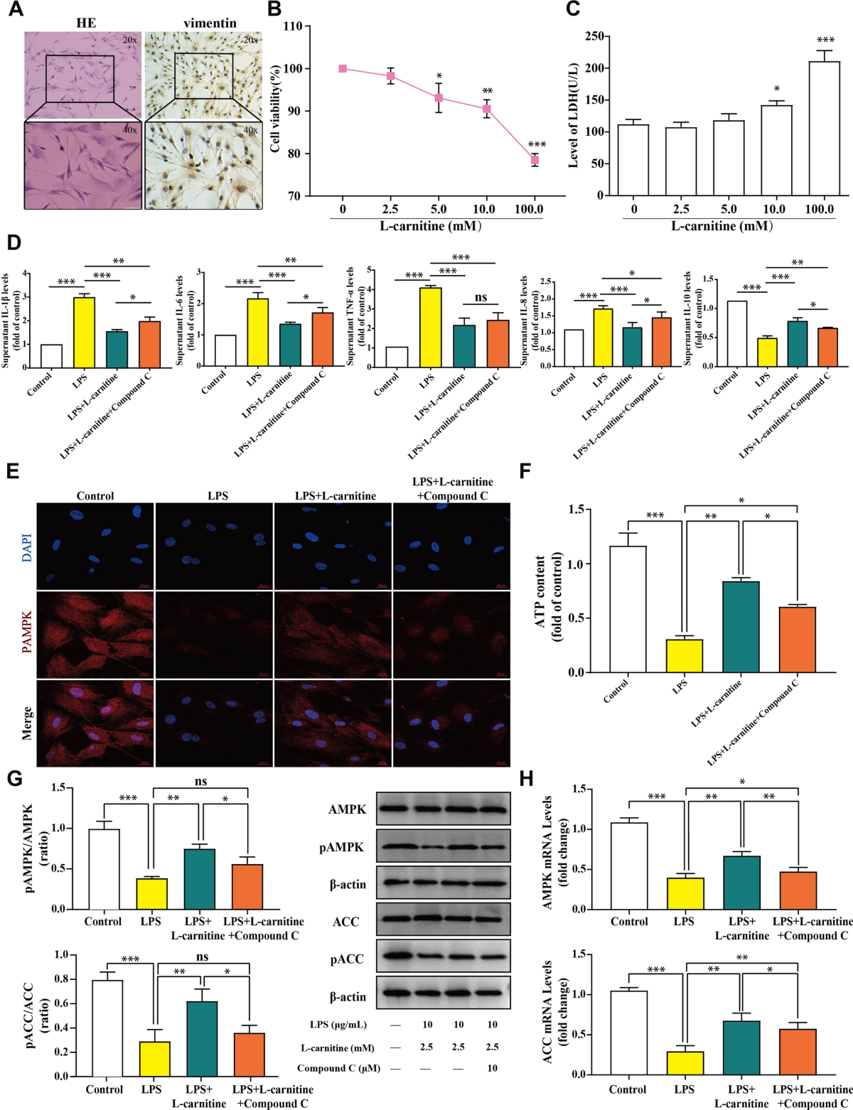 examine.com l carnitine l-carnitine alleviates synovitis in knee osteoarthritis by regulating lipid  accumulation and mitochondrial function through the AMPK-ACC-CPT1 signaling  pathway | Journal of Orthopaedic Surgery and Research