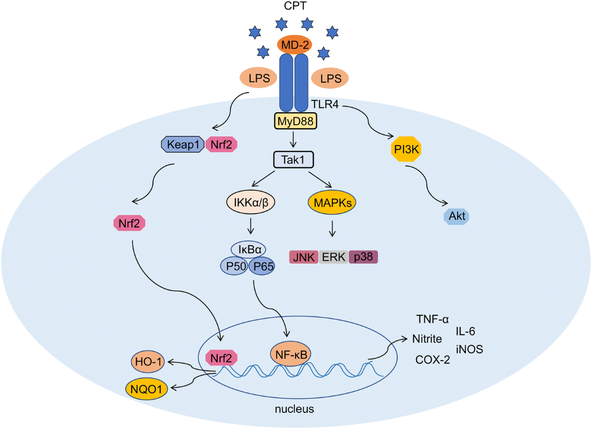 Cryptotanshinone from Salvia miltiorrhiza Bunge (Danshen) inhibited inflammatory responses via TLR4/MyD88 signaling pathway | Chinese Medicine | Full Text cryptotanshinone-from-salvia-miltiorrhiza-bunge-danshen-inhibited-inflammatory-responses-via-tlr4-myd88-signaling-pathway-chinese-medicine-full-text