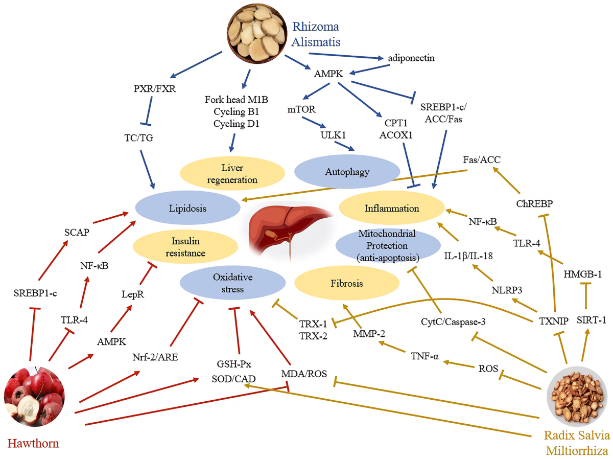 chinese deficiency gene for glutathione liver disease Subnormal Serum Enzyme Levels: A Review of Pathophysiology and Clinical Significance Glutathione-rich yeast extract improves alcohol-associated