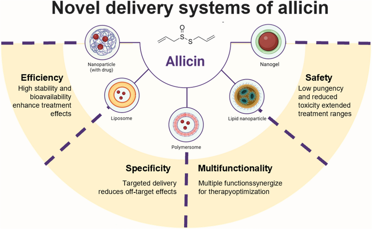 l carnitine tmao garlic Unraveling the Formation Mechanisms of Trimethylamine N-Oxide and Its Inhibition by Food Ingredients: Toward Cardioprotective Food Development Therapeutic potentials of allicin in