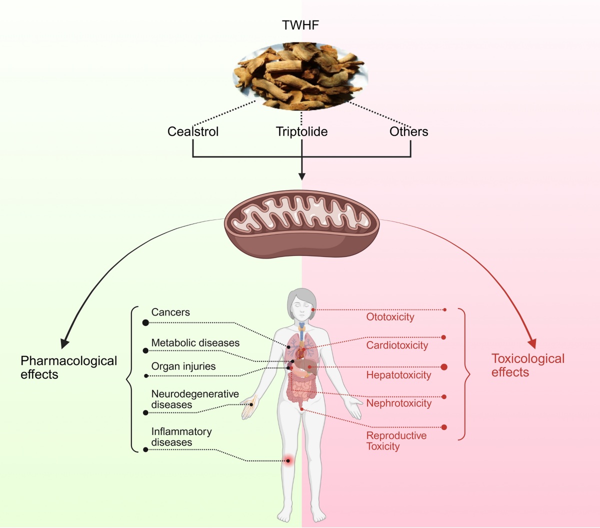 TAnti-Inflammatory & Immunomodulatory 