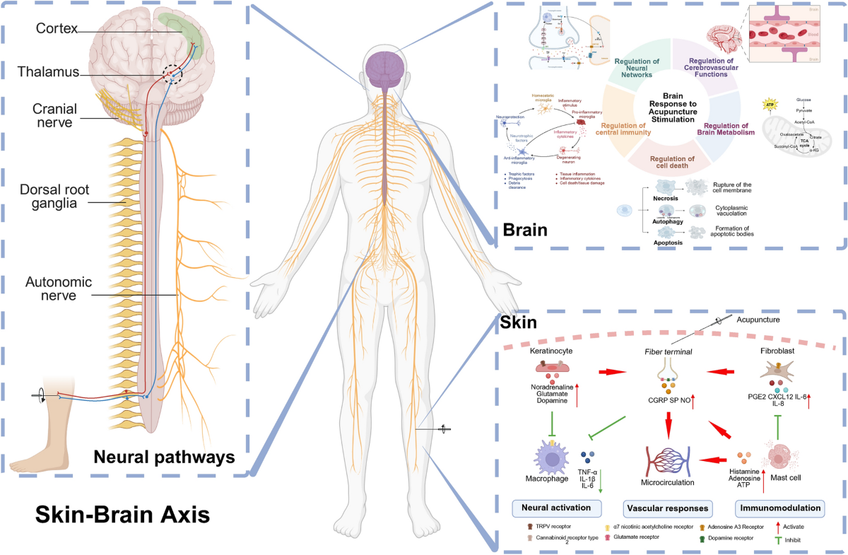 Skin-Brain Axis: neural pathways in acupuncture treatment | Chinese Medicine