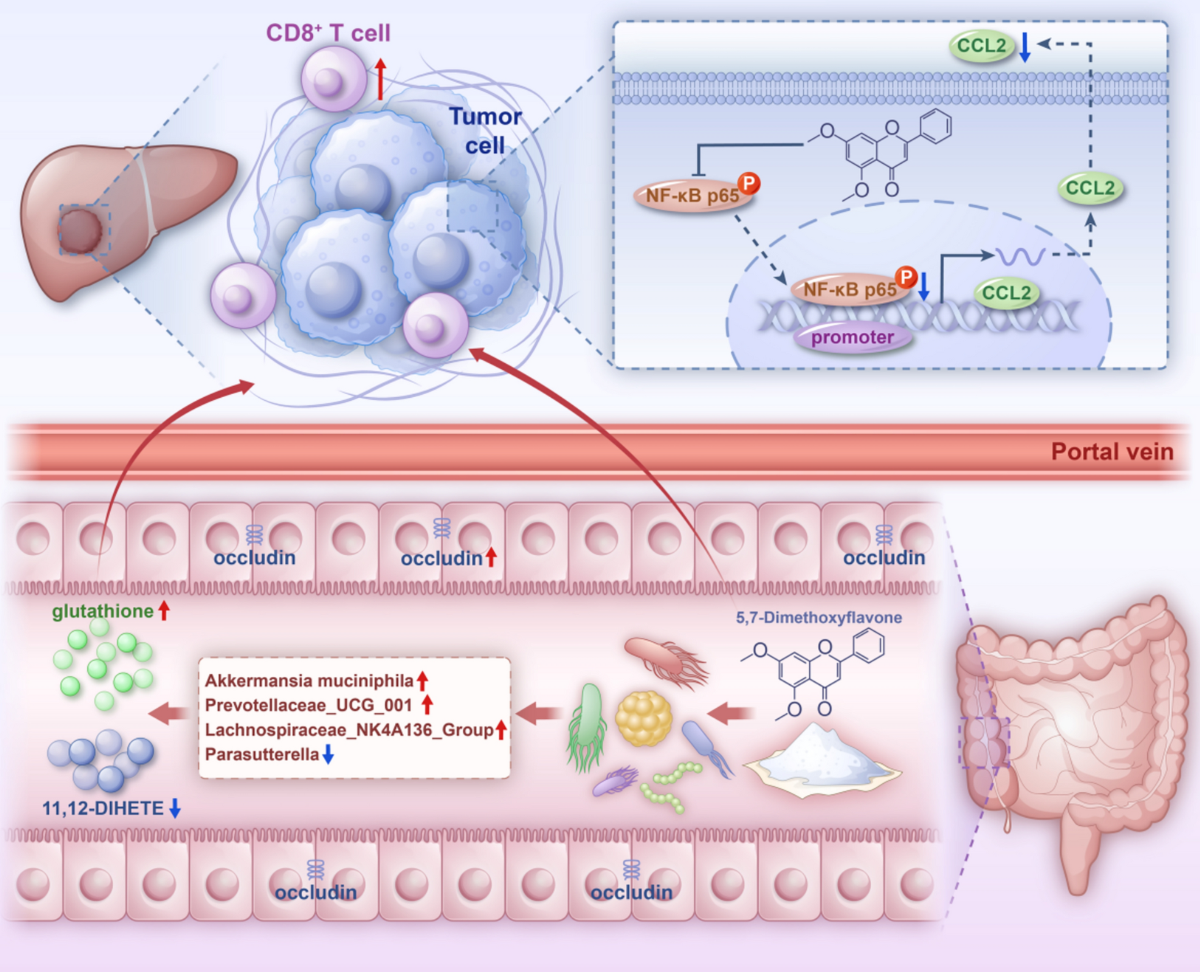5,7-dimethoxyflavone inhibits hepatocellular carcinoma progression via increasing intestinal Akkermansia muciniphila and hepatic CD8+ T cell infiltration | Chinese Medicine