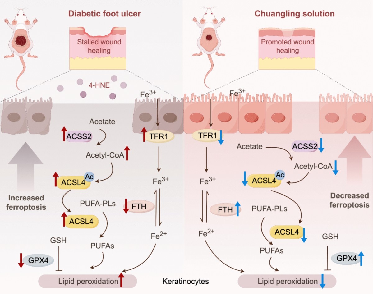 igf-1 lr3 peptide side effects IGF-1: Miracle Hormone or Health Hazard?