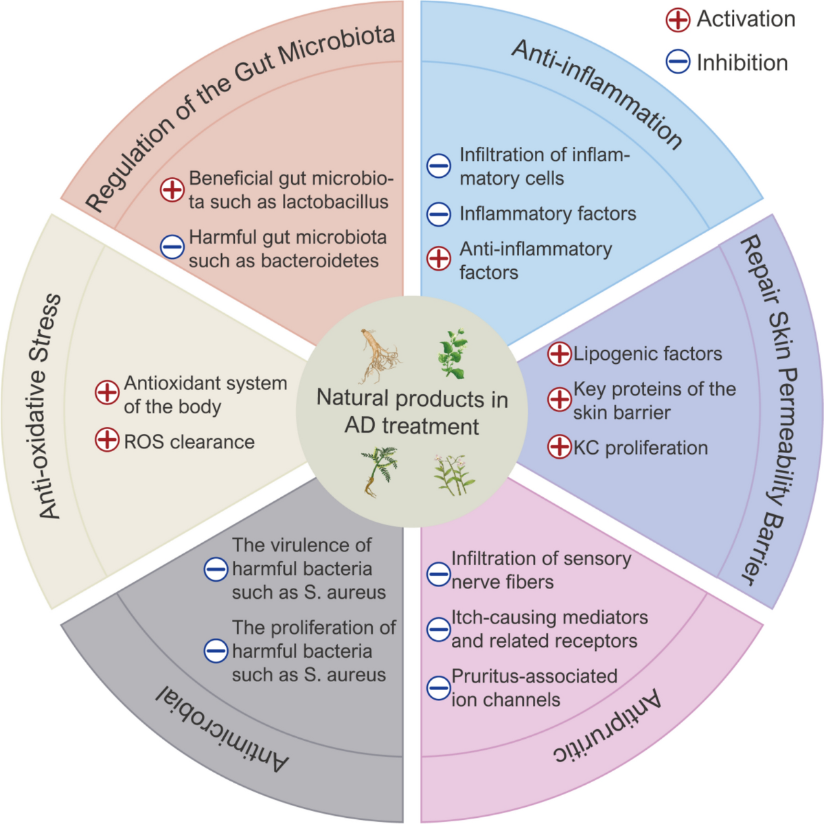 The potential effects, mechanisms and translational perspectives of natural products in the treatment of atopic dermatitis | Chinese Medicine