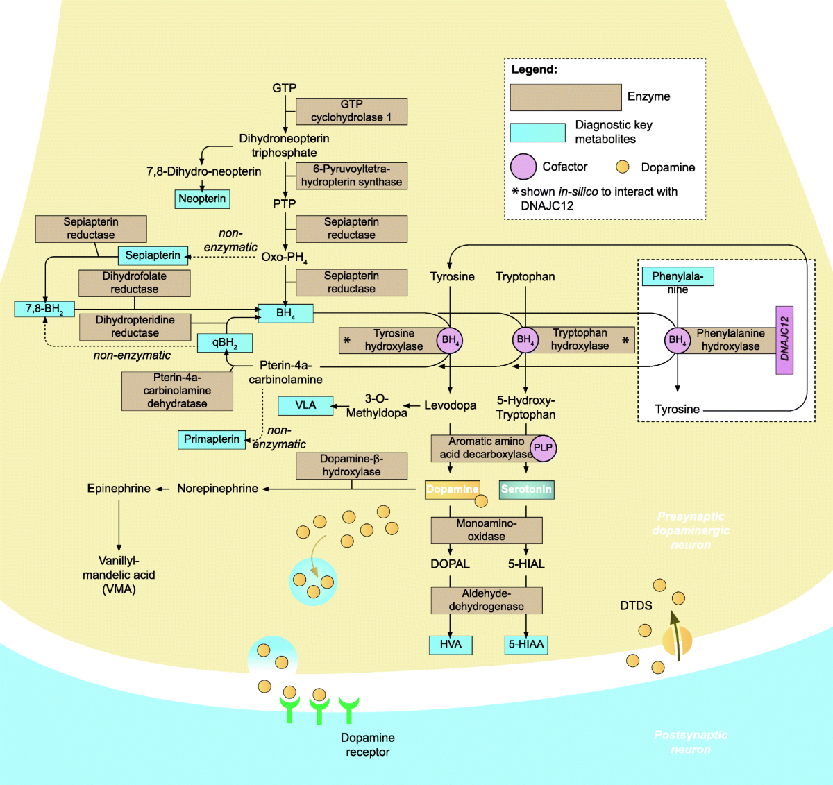 bpc 157 and ssri Selective Serotonin Reuptake Inhibitors within Cells: Temporal Resolution  in Cytoplasm, Endoplasmic Reticulum, and Membrane main image 1