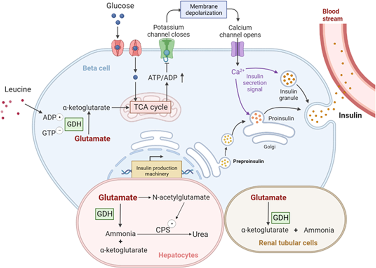 glutathione dehydrogenase deficiency Glutamate dehydrogenase hyperinsulinism: mechanisms, diagnosis, and  treatment | Orphanet Journal of Rare Diseases