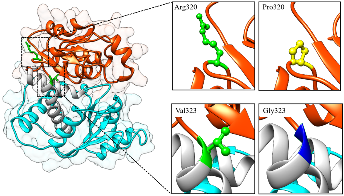 Clinical and biochemical characteristics of patients with ornithine  transcarbamylase deficiency and in silico analysis of OTC gene | Orphanet  Journal of Rare Diseases