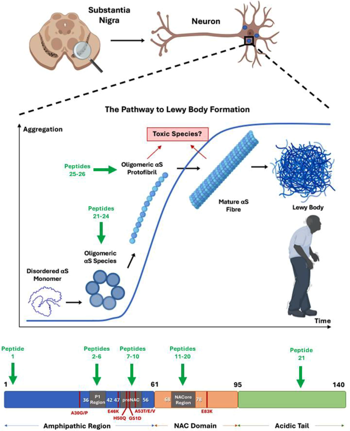 dihexa peptide parkinson's A Approach to Reducing alpha-Synuclein in Disease Peptide-based approaches to directly target