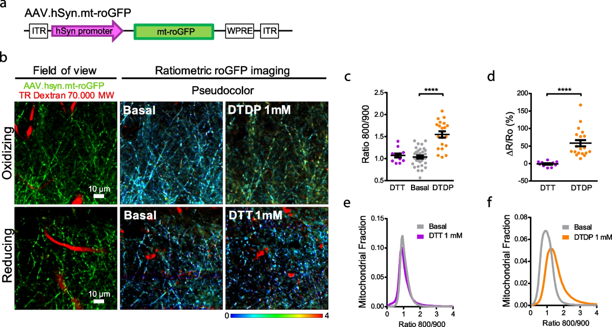 Real-time imaging of mitochondrial redox reveals increased mitochondrial  oxidative stress associated with amyloid β aggregates in vivo in a mouse  model of Alzheimer's disease | Molecular Neurodegeneration