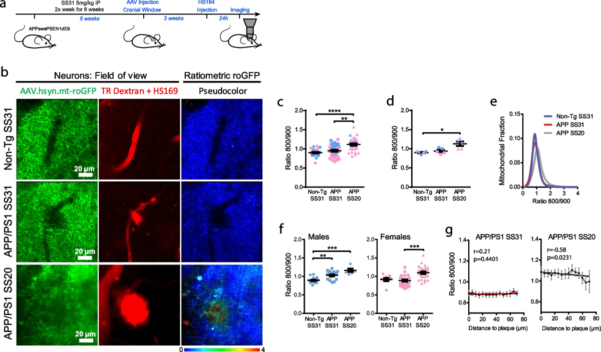 Real-time imaging of mitochondrial redox reveals increased mitochondrial  oxidative stress associated with amyloid β aggregates in vivo in a mouse  model of Alzheimer's disease | Molecular Neurodegeneration
