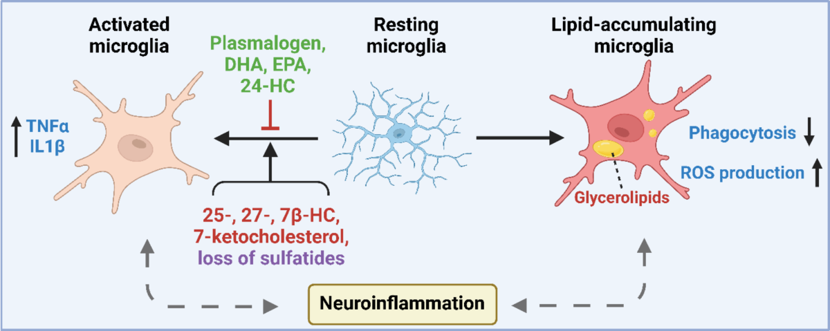 Lipidome disruption in Alzheimer s disease brain detection  