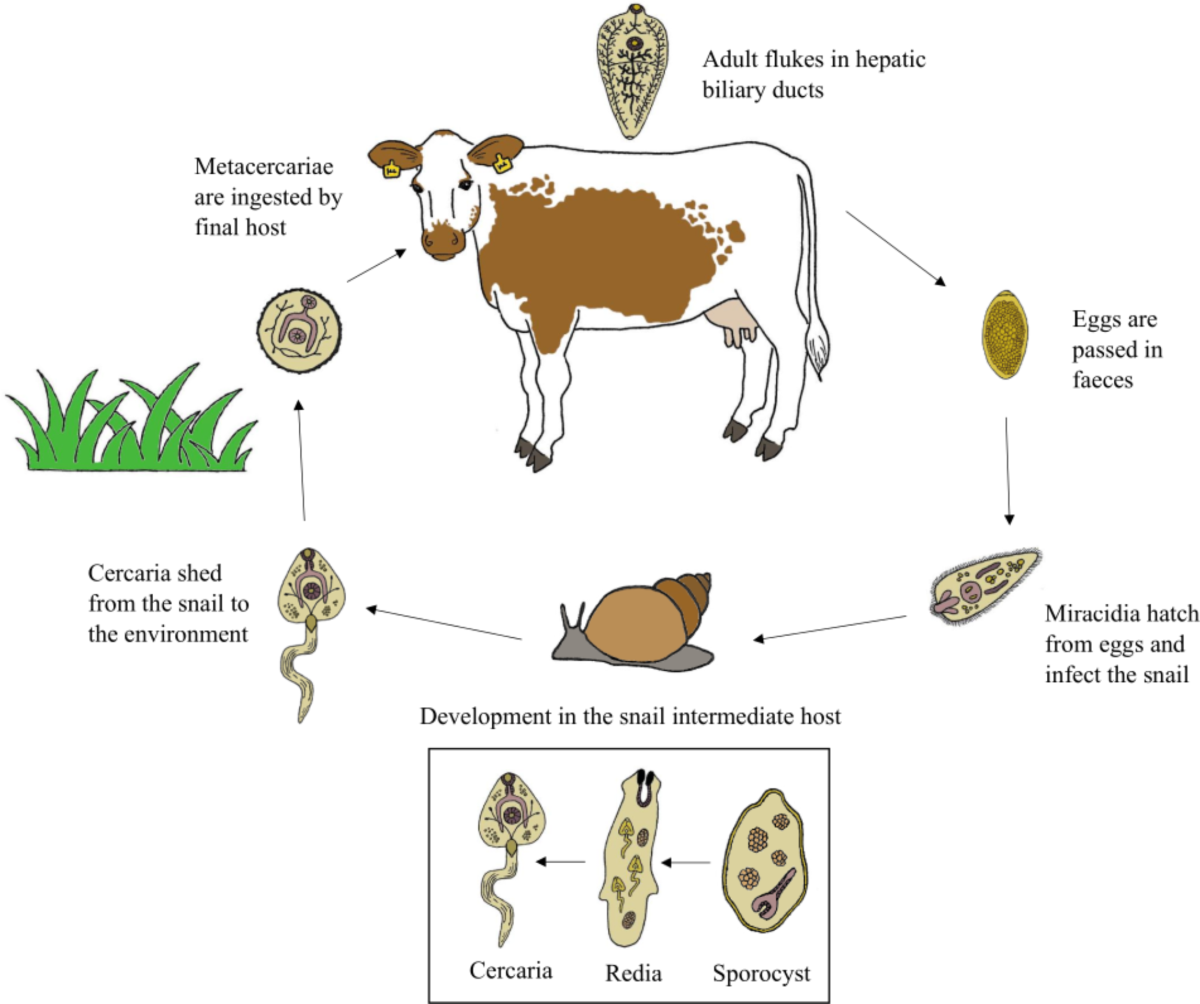 Full article: Pathogenicity and virulence of the liver flukes Fasciola  hepatica and Fasciola Gigantica that cause the zoonosis Fasciolosis, image size:1200x1004