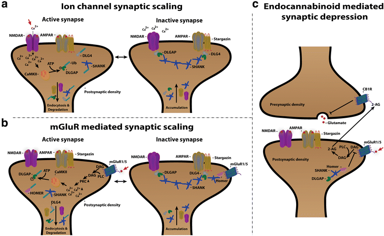 The DLGAP family: neuronal expression, function and role in brain disorders  | Molecular Brain | Full Text