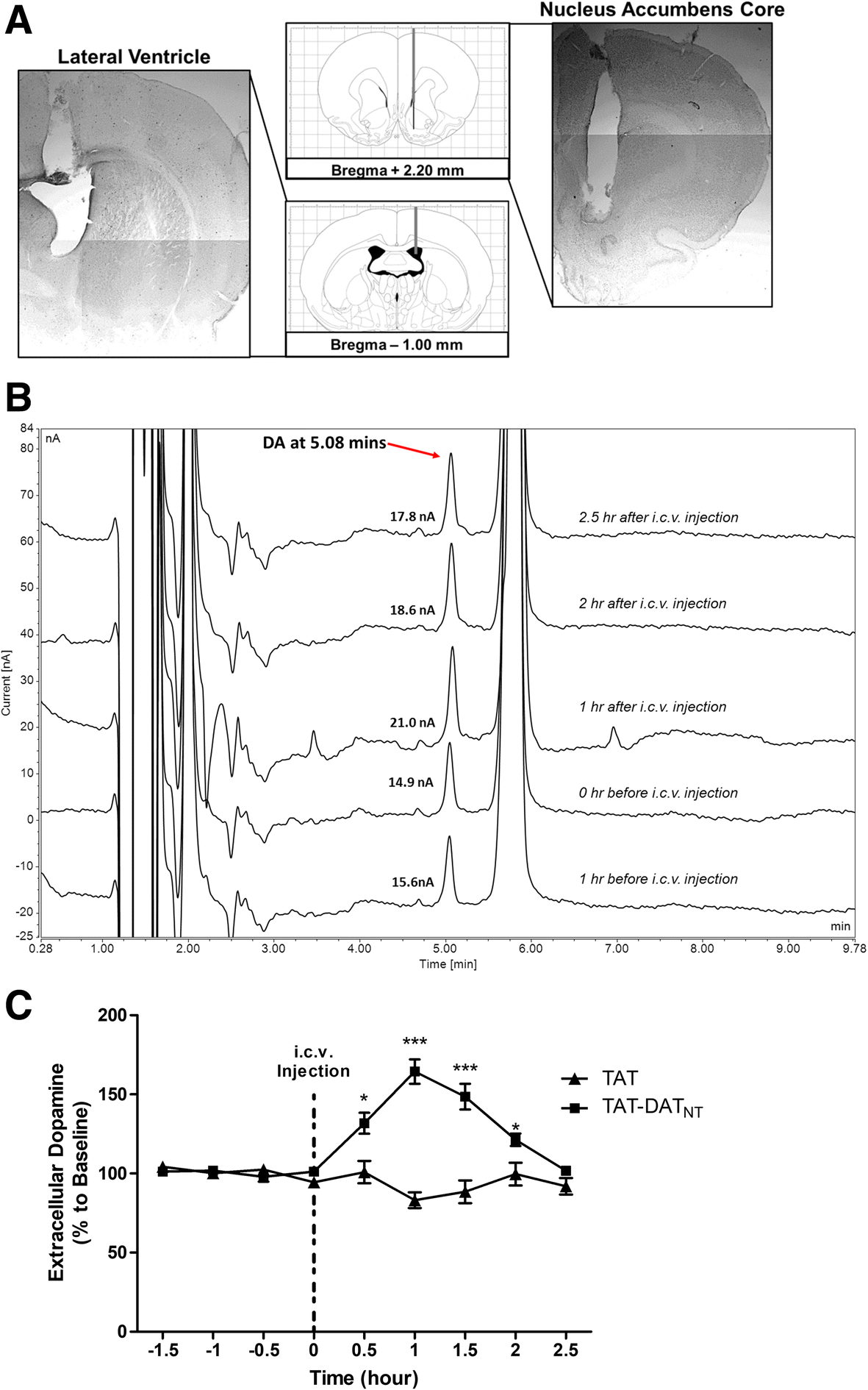 Development of a peptide targeting dopamine transporter to improve ADHD-like deficits | Molecular Brain | Springer Nature Link Development of a peptide targeting dopamine transporter to improve ADHD-like deficits | Molecular Brain | Springer Nature Link