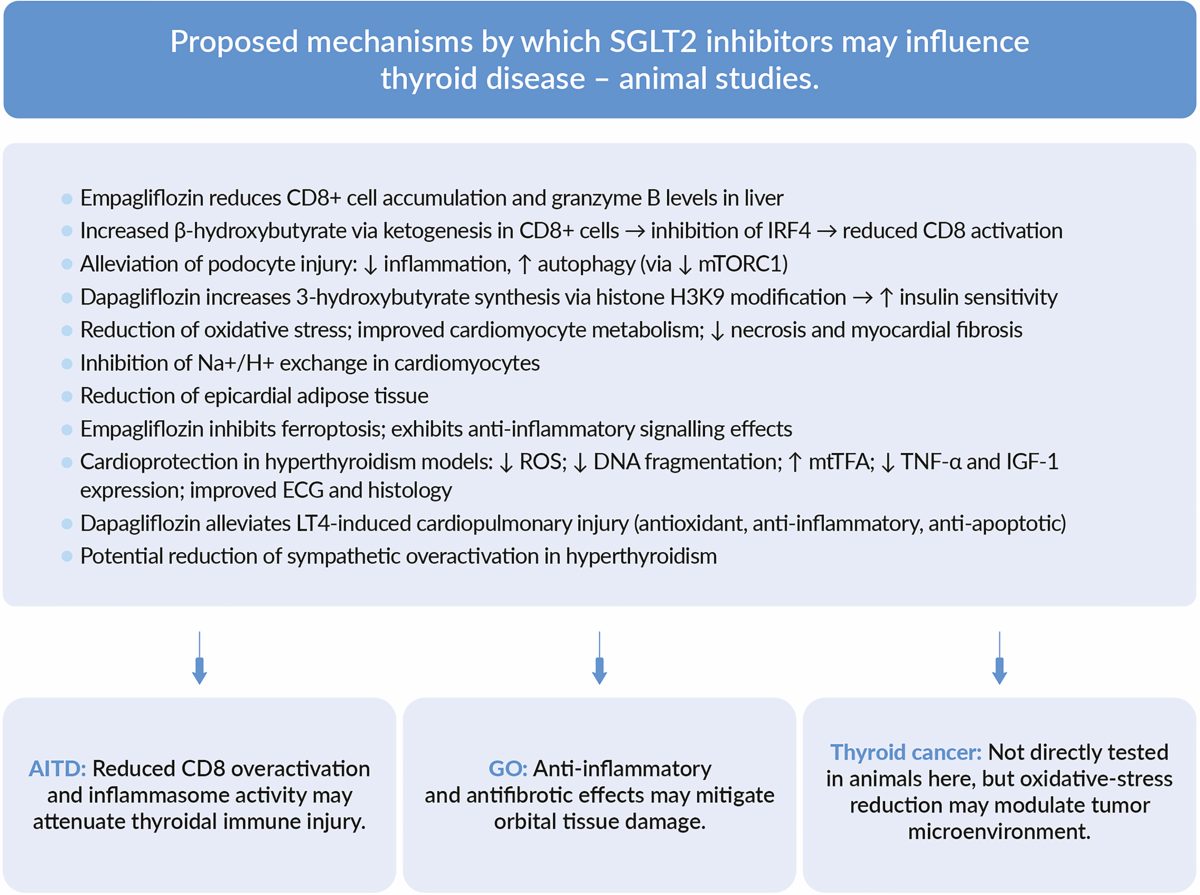 Another pleiotropic effect of SGLT2 inhibitors: Is it a new frontier in  thyroid function regulation? | Thyroid Research | Springer Nature Link