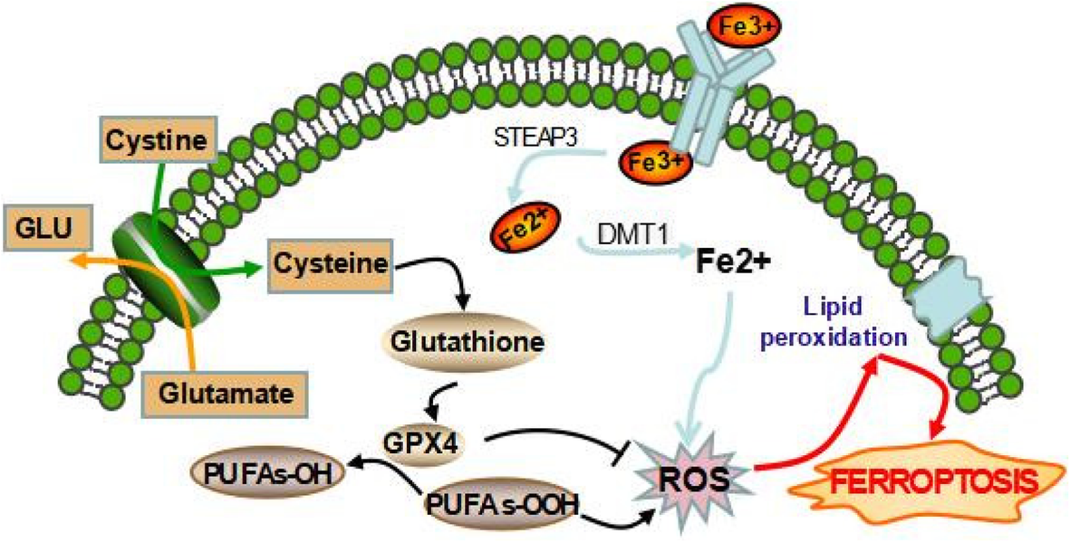 Ferroptosis, a new form of cell death: opportunities and challenges in  cancer | Journal of Hematology & Oncology | Springer Nature Link